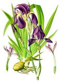 <i>Iris germanica</i> grows up to 120 cm high and 30 cm wide. The roots can go up to 10 cm deep. It is a rhizomatous perennial that blooms in April to June. Lifting, dividing and replanting the rhizomes is best done once flowering has finished as this is when the plant grows the new shoots that will flower the following year.<br/><br/>

Hundreds of hybrids exist representing every colour from jet black to sparkling whites. The only colour really missing is bright scarlet.