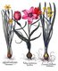 <i>Tulipa</i> or tulips styled 'Tulipa Serotina Polyanthos'. Basilius Besler, <i>Hortus Eystettenis</i>, 1613
