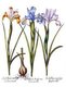 <i>Iris</i> or styled 'Iris Bulbosa Anglicana'. Basilius Besler, <i>Hortus Eystettenis</i>, 1613