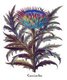 <i>Cynara cardunculus</i> var. <i>scolymus</i> or artichoke thistle styled 'Cincracum Flore'. Basilius Besler, <i>Hortus Eystettenis</i>, 1613